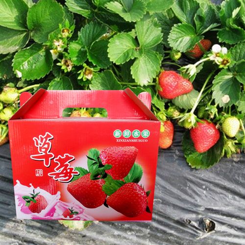 供应草莓纸盒包装礼品包装盒水果包装盒纸箱水果礼盒厂家直销